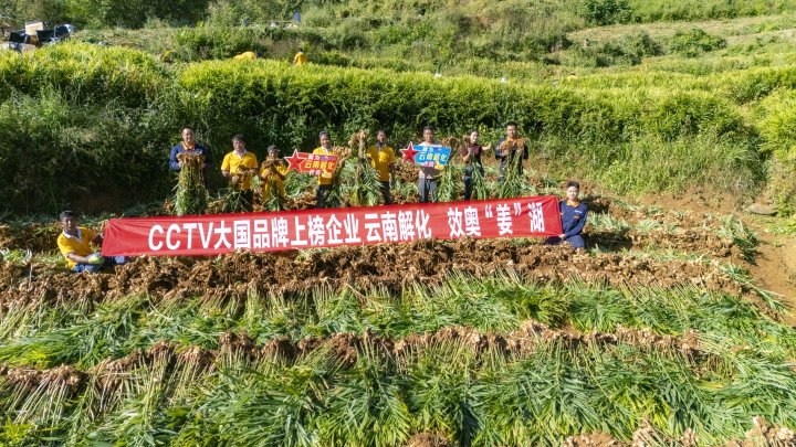 墨江象鼻村生姜大丰收！从莳植、施肥到采摘，，，，，，云南解化全程“呵护”